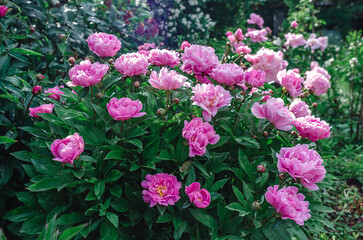 Light pink peony lush, delicate fresh flower bush. Gardening, landscape design. Flower shop...