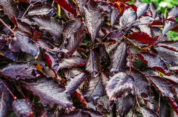 Top view red leaves after rain. Drops shine in soft light. Idea for landscape design. Rainy content.