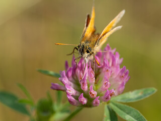 Fototapeta premium Dickkopffalter