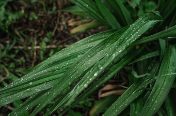 Fresh bright green long leaves covered with raindrops. Shiny water drops. Natural spring soothing...