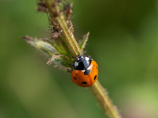 Fototapeta premium Marienkäfer