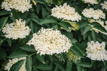 Delicate white elderberry blossoms surrounded by lush green foliage in natural light. Floral...