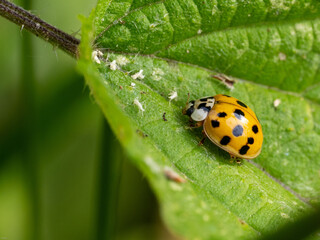 Marienkäfer