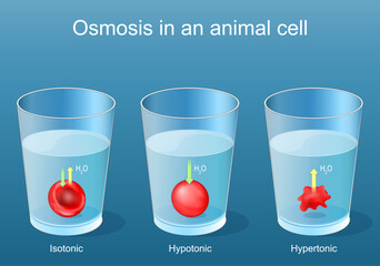 Animal cell osmosis. Experiment with red blood cells