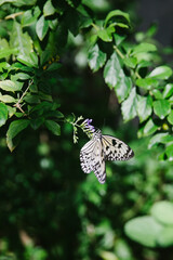 Butterfly resting on green foliage with small purple flower in a garden setting during daylight hours