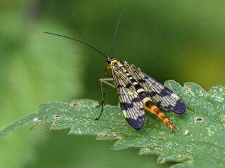 Skorpionsfliege