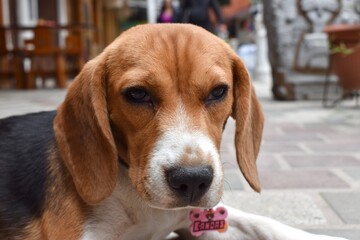 beagle puppy on the sidewalk 