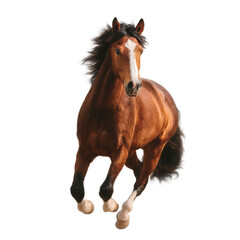 Obraz premium [Transparent Background PNG]Beautiful Running Horse on White Background