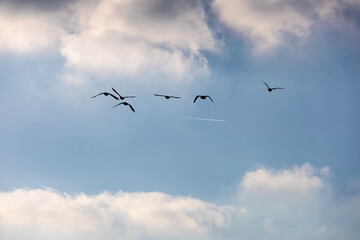 Flock of Birds Flying Across a Blue Sky with Contrail