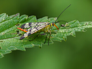 Skorpionsfliege