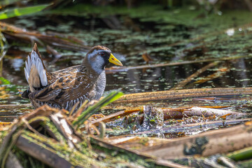 Sora wading in shallow water amongst plants.