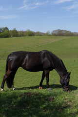 Obraz premium dark brown horse in a field 