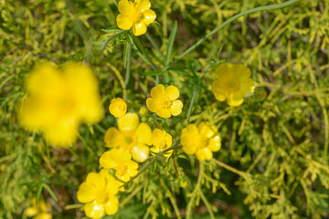 buttercups (ranunculaceae) evergreen branches and grass in spring
