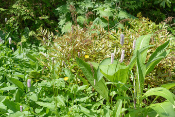 plants growing near an aquatic garden