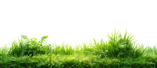 [Transparent Background PNG]Fresh Green Grass Field Background Image
