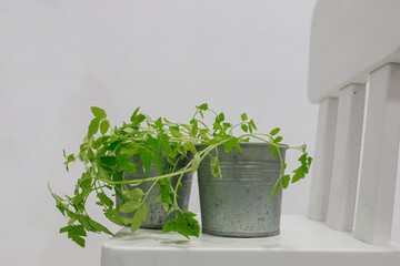 Two zinc pots filled with lush green seedlings placed on white wooden chair.	Overflowing fresh...
