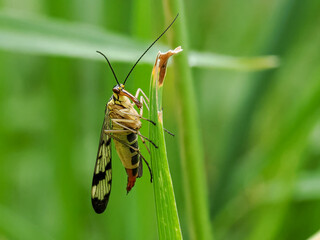 Skorpionsfliege