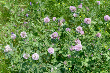 Purple Prairie Clover (Dalea purpurea), a wildflower with dense, globe-like purple flower heads...
