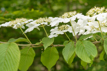 viburnum flowers and leaves in the park