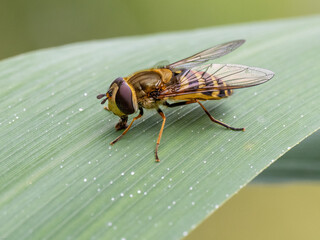 Schwebfliege