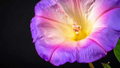 Naklejka premium Close-up of a Vibrant Purple and Pink Morning Glory Flower