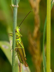 Grashüpfer