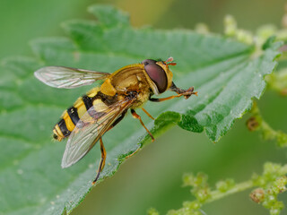 Schwebfliege