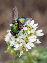 Fliege