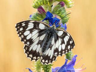 Schachbrett Schmetterling