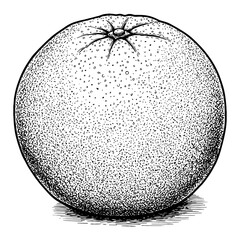 A Whole Orange Fruit Black and White Outline Line Art Drawing Vintage Engraving Style Isolated Object