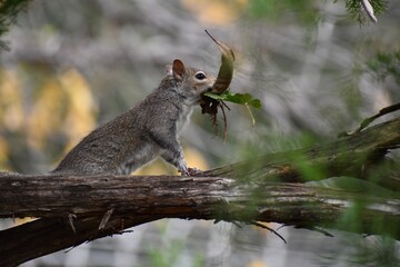 squirrel in the park with leaves 