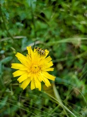 Close-up of a spotted cucumber beetle (Diabrotica undecimpunctata) on a vibrant yellow flower, insect resting on a dandelion blossom surrounded by green grass, small creature macro in natural setting