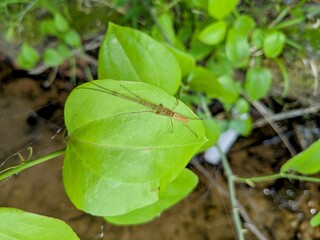 Close-up of Elongate Stilt Spider Tetragnatha elongata) resting on a greenbrier leaf near water, delicate insect blending into the natural surroundings, macro nature photography outdoors