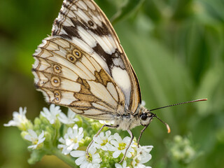 Schachbrett Schmetterling