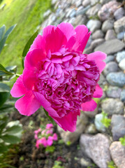 ChatGPT сказал:
Close-up of a vibrant pink peony flower blooming over a stone garden path, captured in natural daylight.