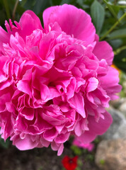 Bright pink peony flower close-up against a blurred natural background.