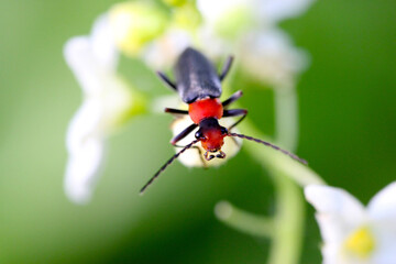 Leather Downy Beetle 01