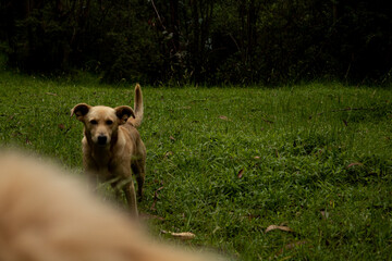 DOG IN THE FOREST