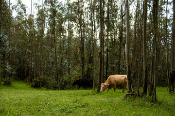 cows in the meadow