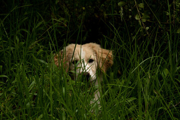 golden retriever puppy