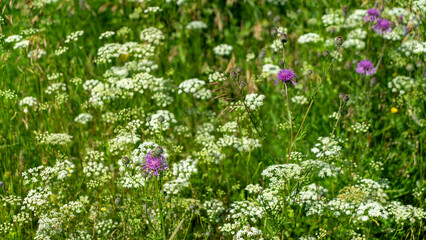 Meadow with wildflowers. Lilac cornflower meadow and white yarrow on background of green grass