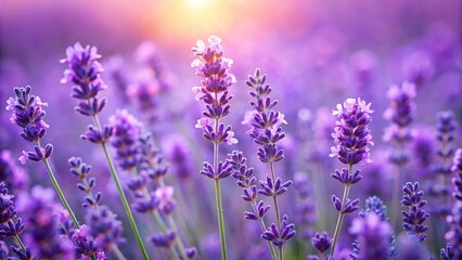 Purple lavender flowers blooming in a field with sun flare and soft focus background