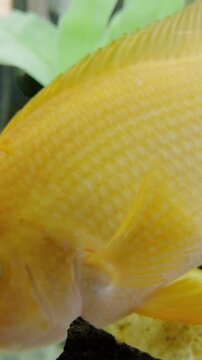 Tropical yellow fish gracefully swims in large aquarium