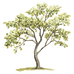 Obraz premium A Katsura Tree, watercolor painting vector, isolated on a white background.