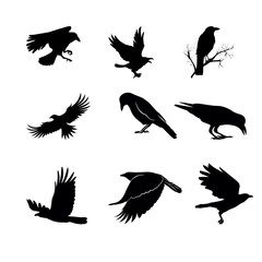 silhouette Crow icon