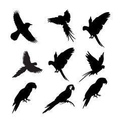 Obraz premium set of silhouettes of parrots