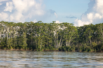 Bosques inundables a orillas del Rio Huallaga, afluente del rio Amazonas en la amazonia peruana