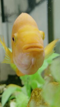 Tropical fish hides behind coral in tank with seaweeds