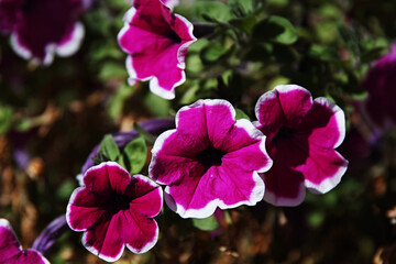 Bright pink petunia flowers, Vibrant petunias with white edges, Summer petunias in bloom, Close-up...