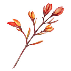 A Kangaroo Paw Stem, watercolor painting vector, isolated on a white background.